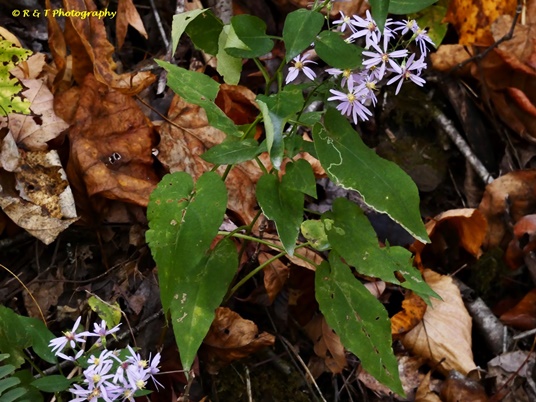 {Symphyotrichum undulatum}